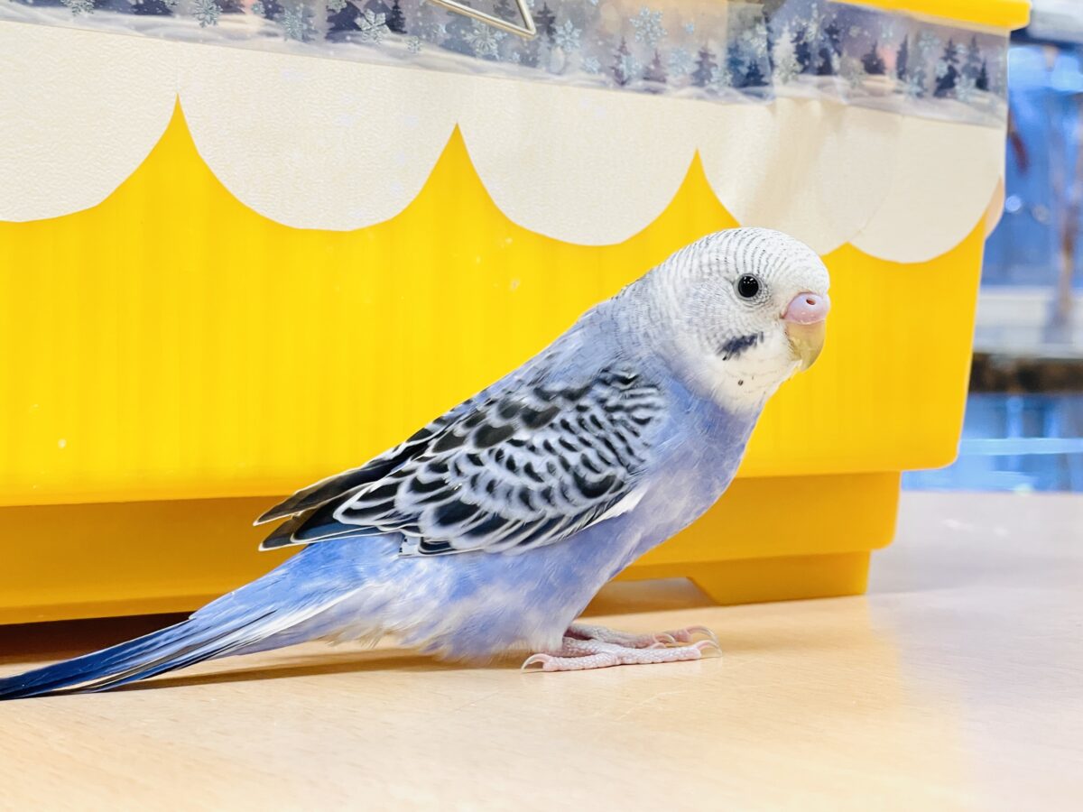 【最新画像】元気に鳴いて可愛くアピール💕セキセイインコ(オパーリン) セキセイインコ