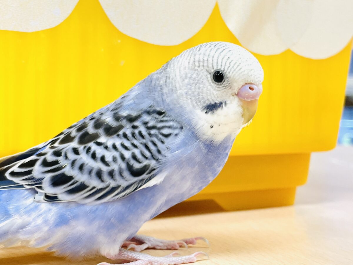 【最新画像】元気に鳴いて可愛くアピール💕セキセイインコ(オパーリン) 【最新画像】元気に鳴いて可愛くアピール💕セキセイインコ(オパーリン)