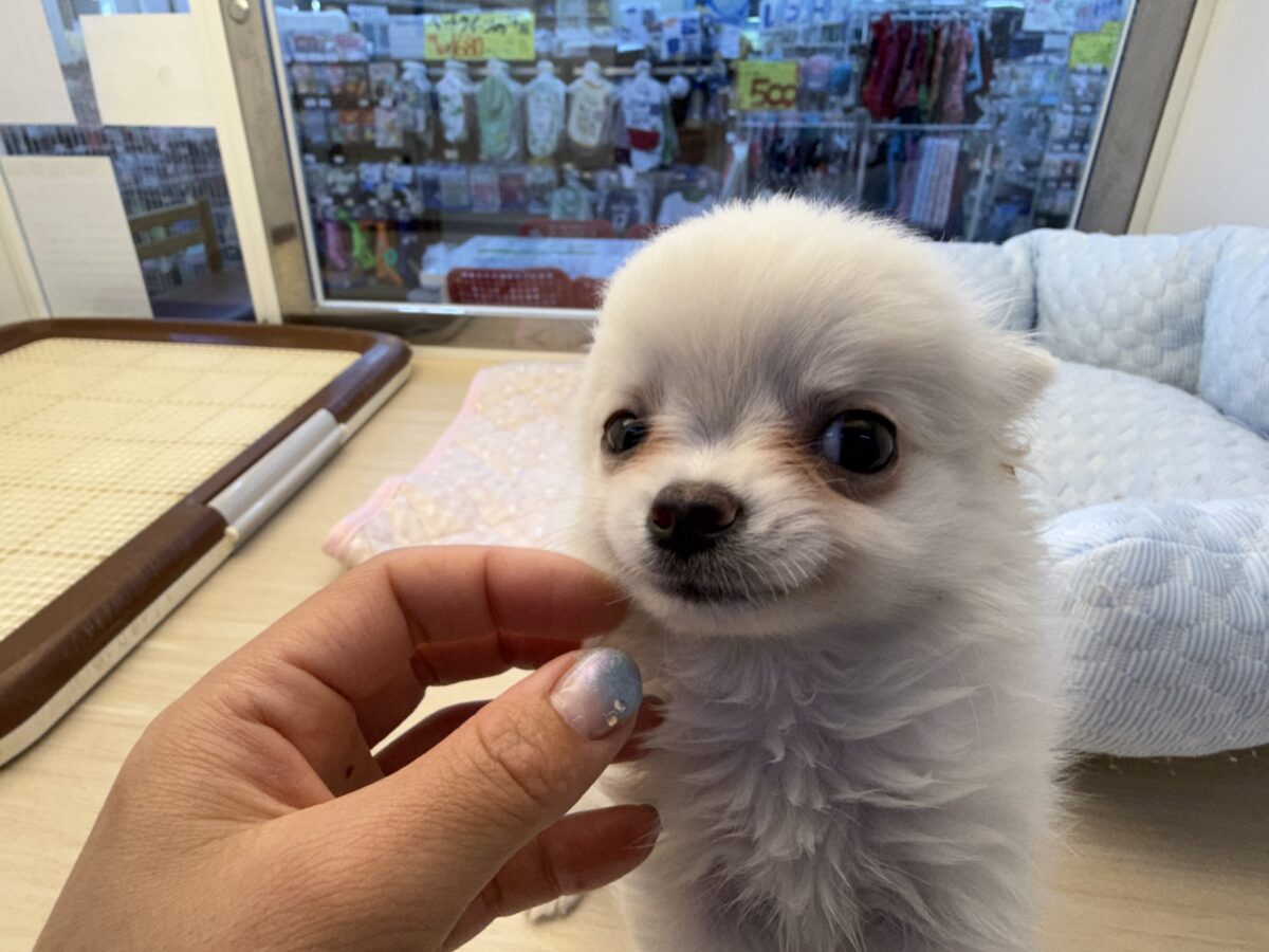 チワワ