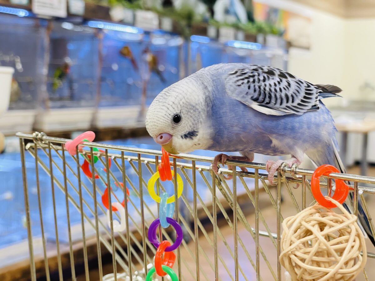 【最新画像】元気に鳴いて可愛くアピール💕セキセイインコ(オパーリン) セキセイインコ