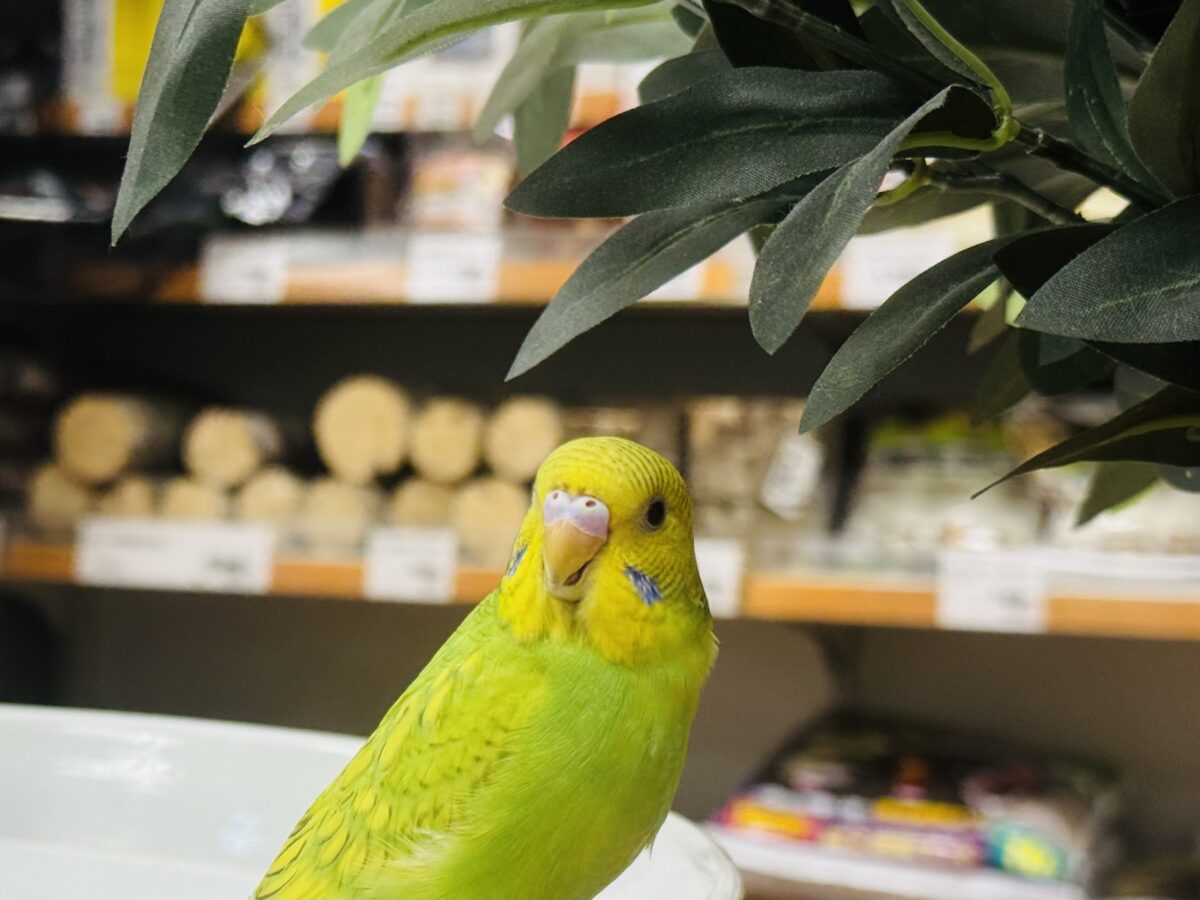 セキセイインコ