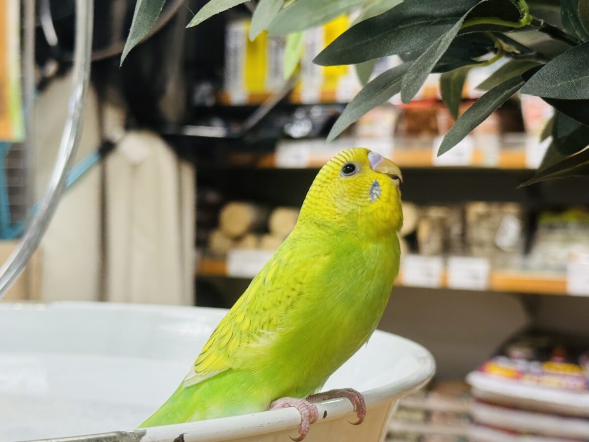 セキセイインコ