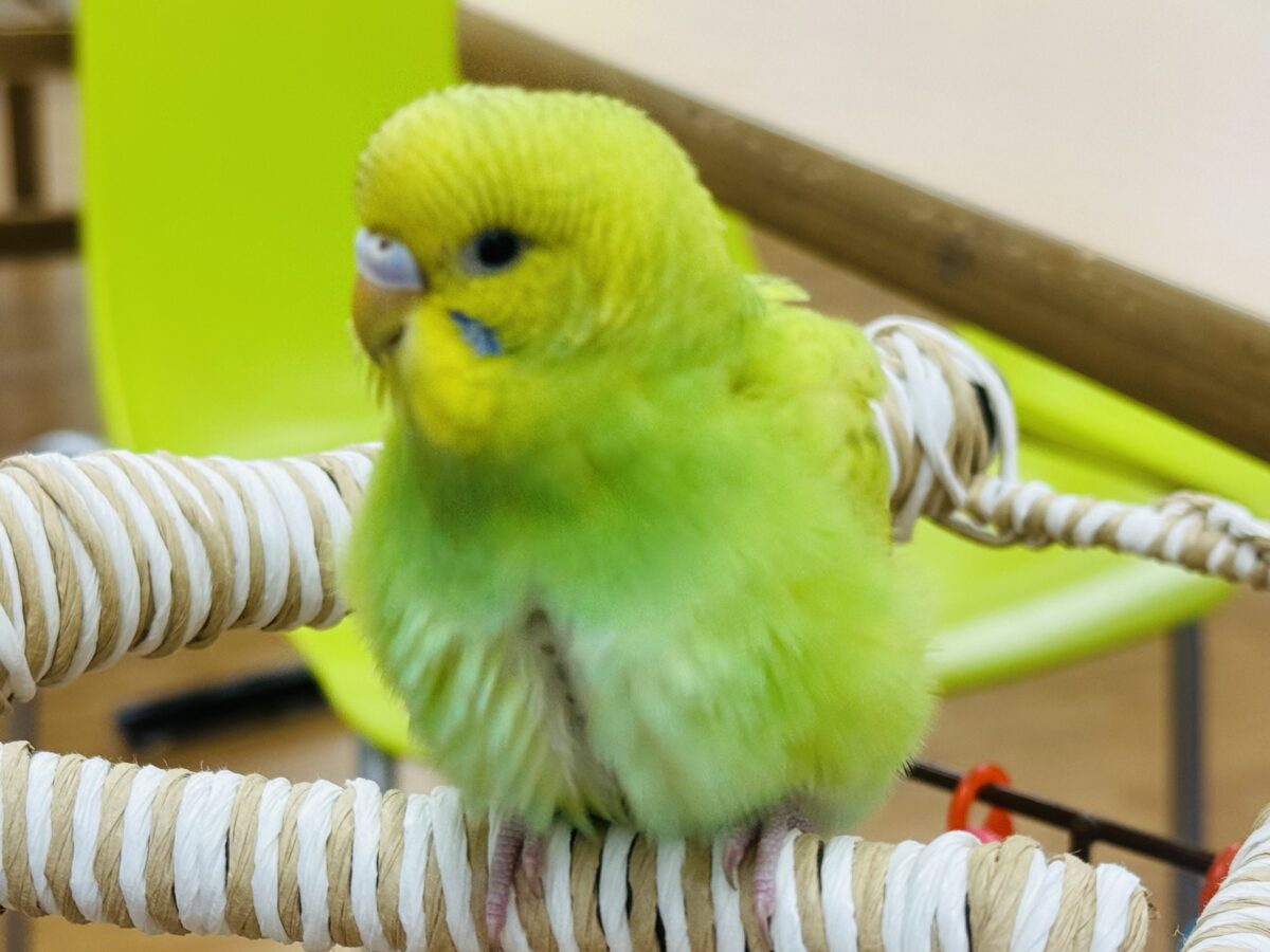 セキセイインコ