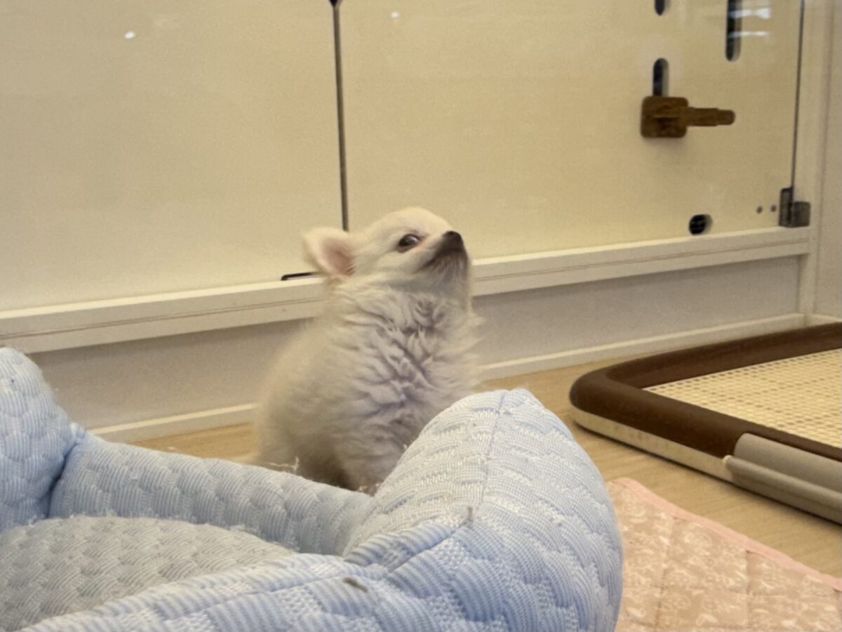 チワワ