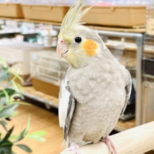 【最新画像】毎日のんびりまったり〜🍵オカメインコ(ノーマル)