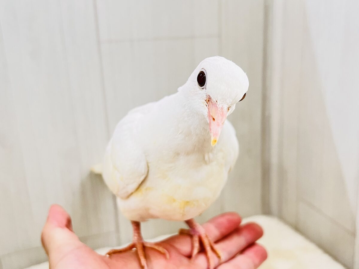 ギンバト
