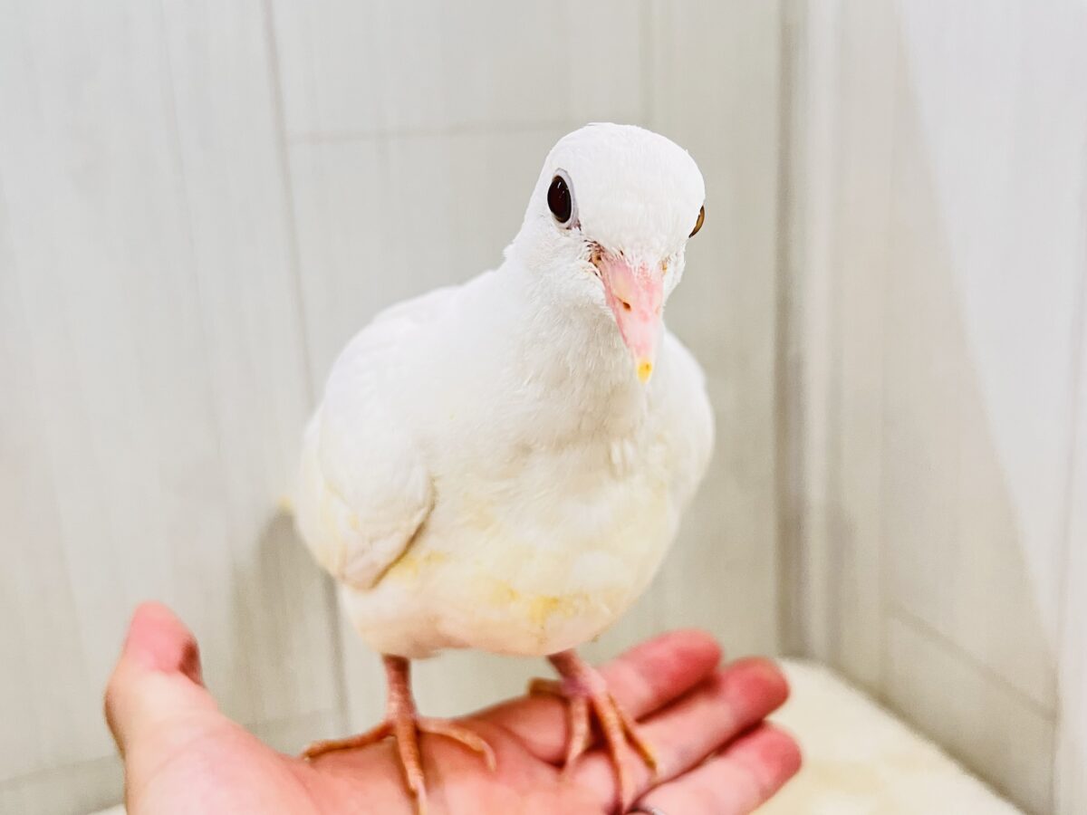 画像更新☆華麗にワキワキダンス披露中〜🕊🍀.∘ギンバトのヒナ入荷しました❤️