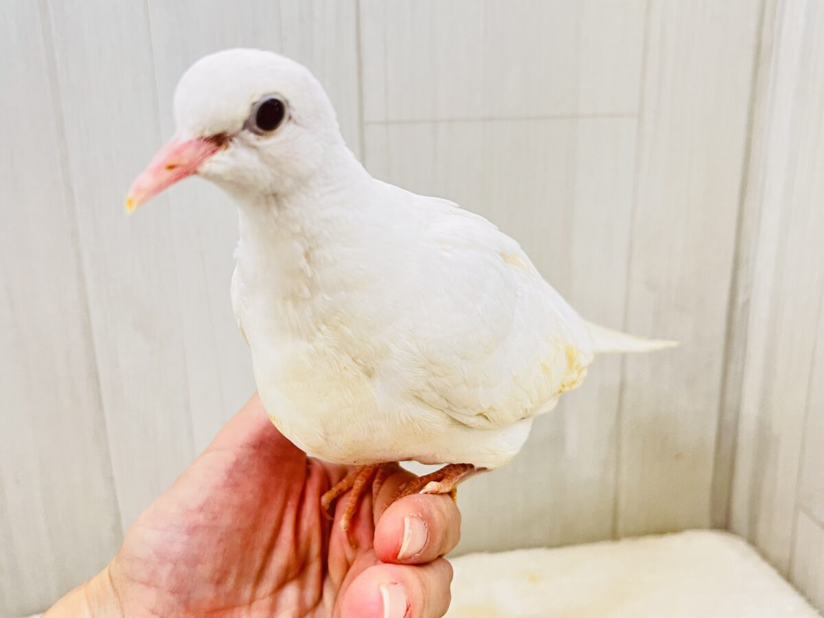 ギンバト