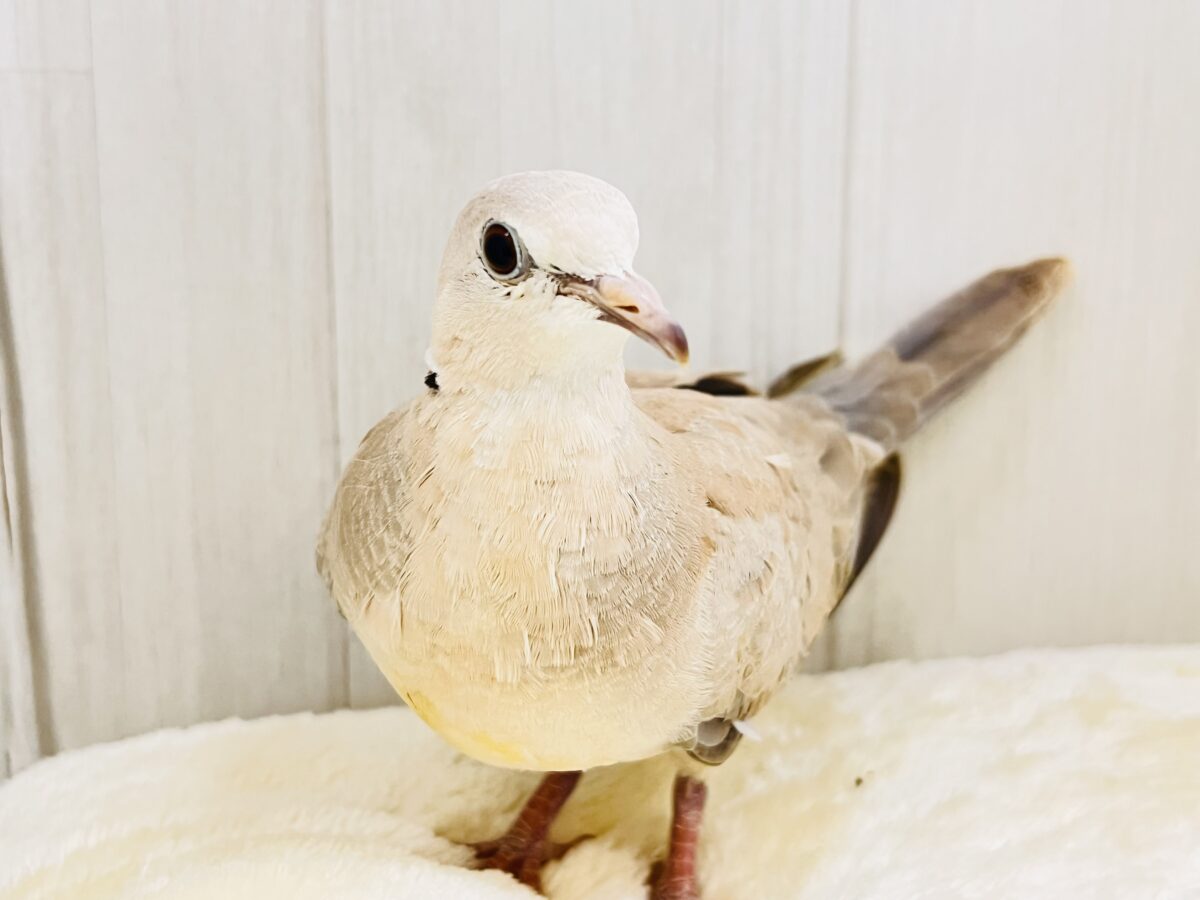 画像更新☆まん丸おめめがキュート💓1人餌になったよ！ジュズカケバト！