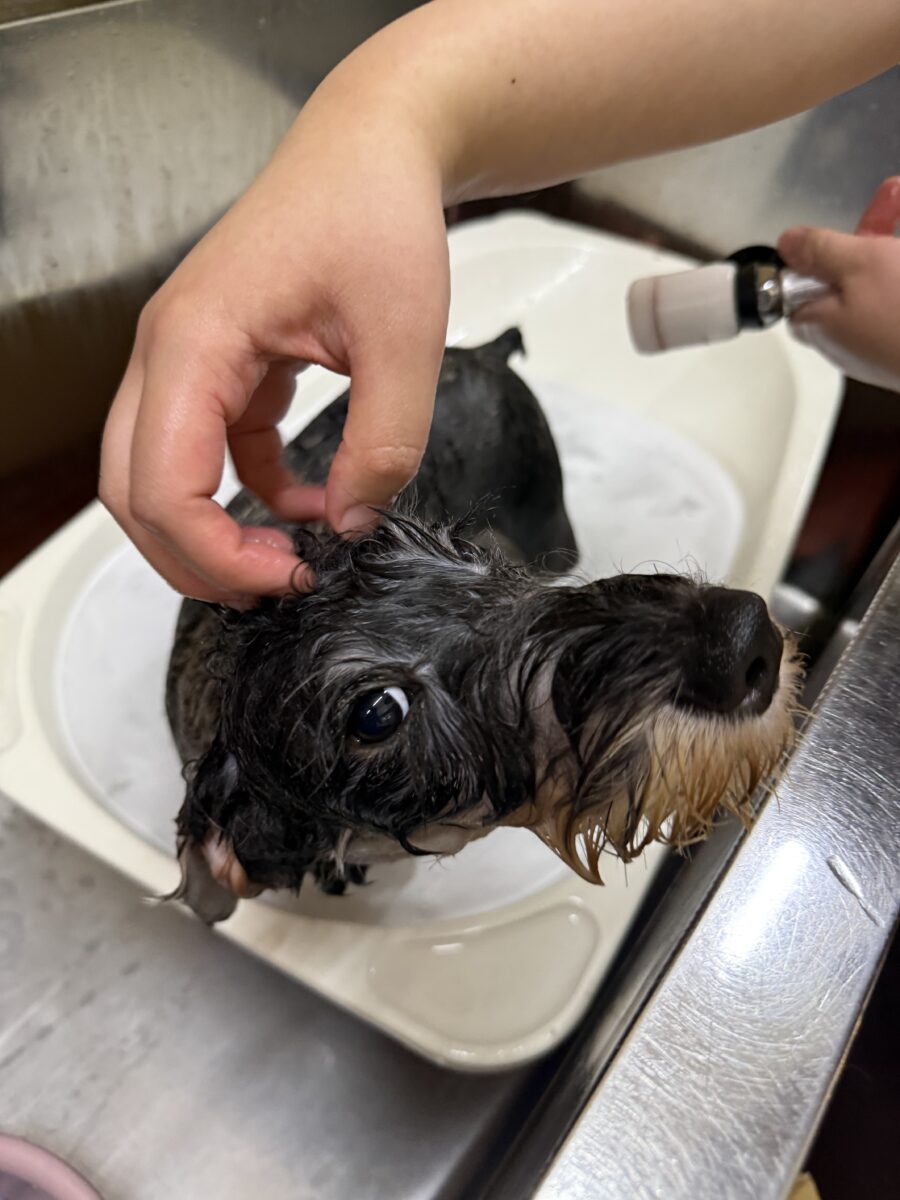ミニチュアシュナウザー