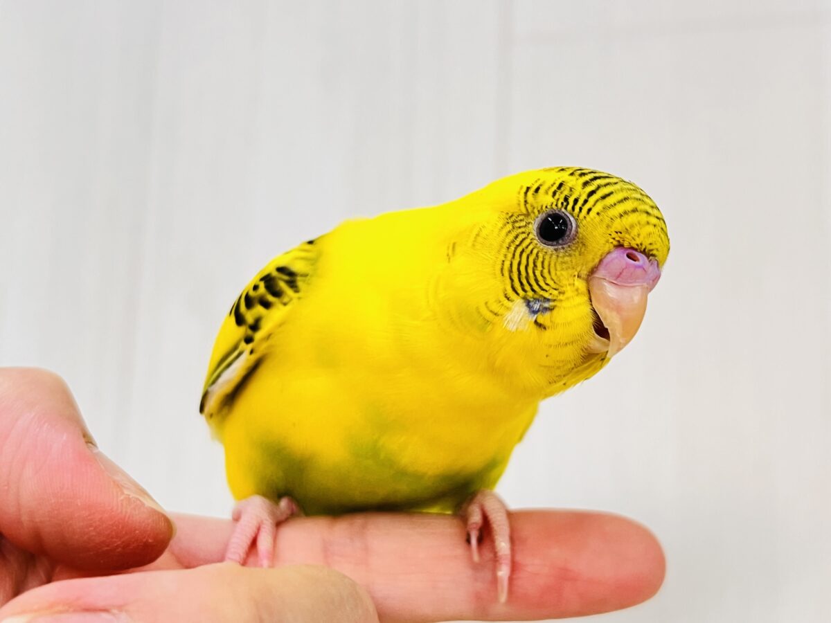 画像更新☆BOON🐝🍯ハチさんカラーの可愛いセキセイインコのヒナ(黄色のハルクイン)入荷しました❤️