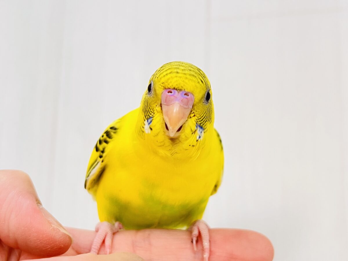 セキセイインコ