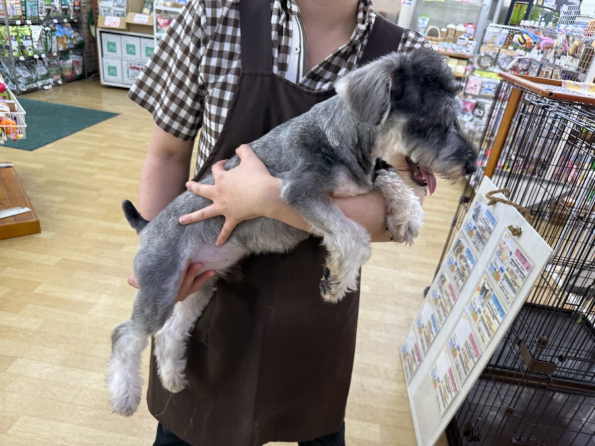 ミニチュアシュナウザー