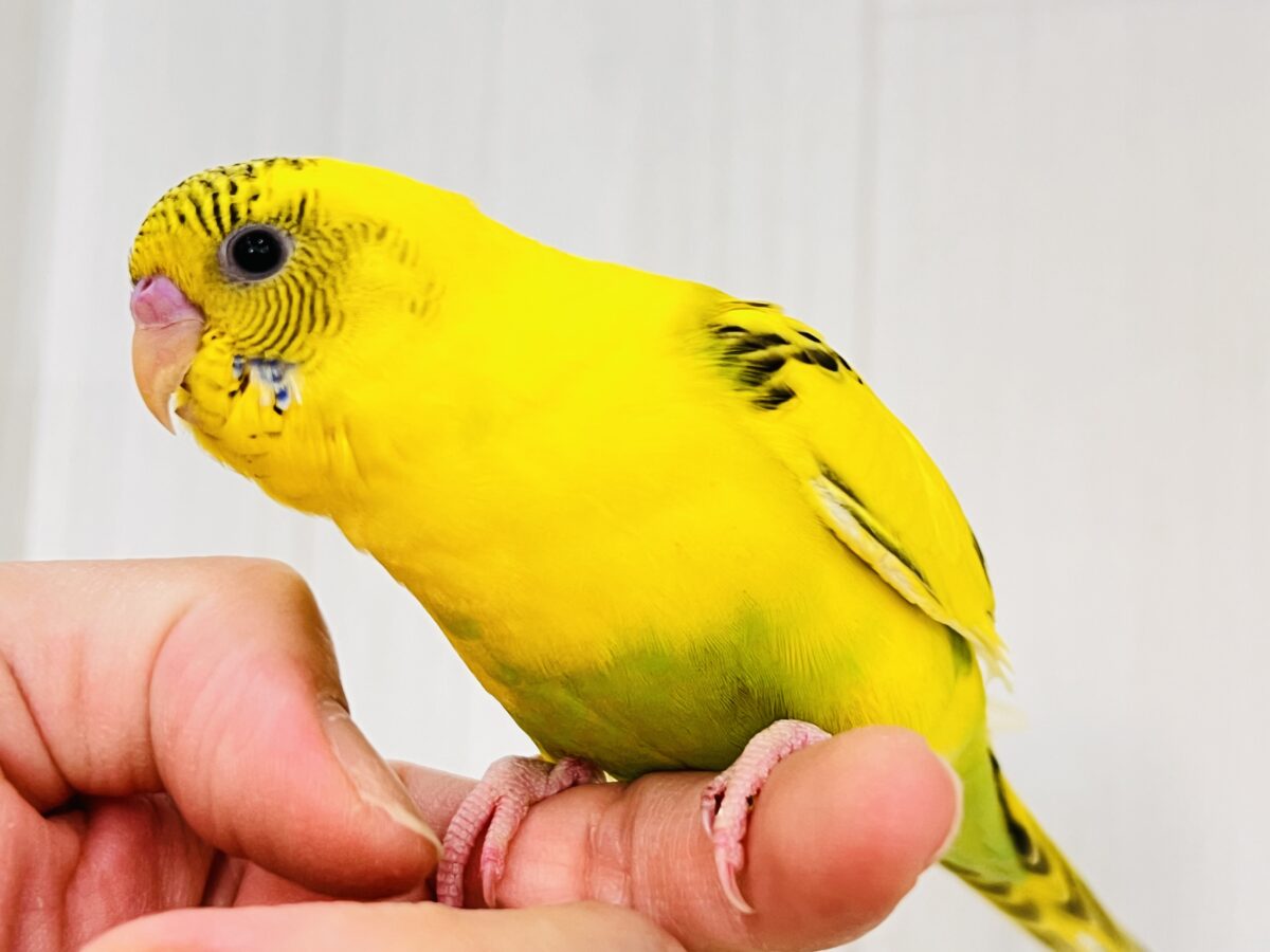 セキセイインコ