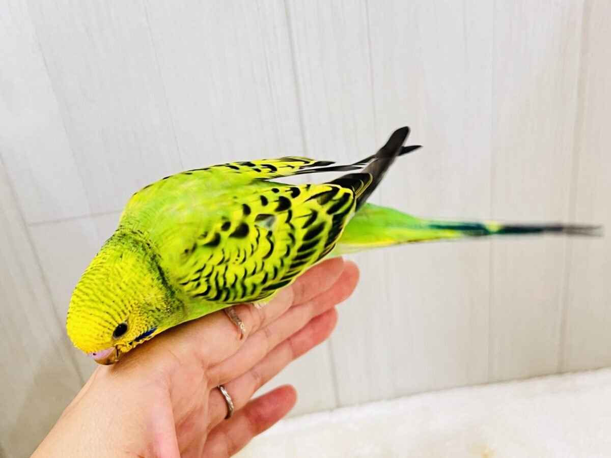 セキセイインコ