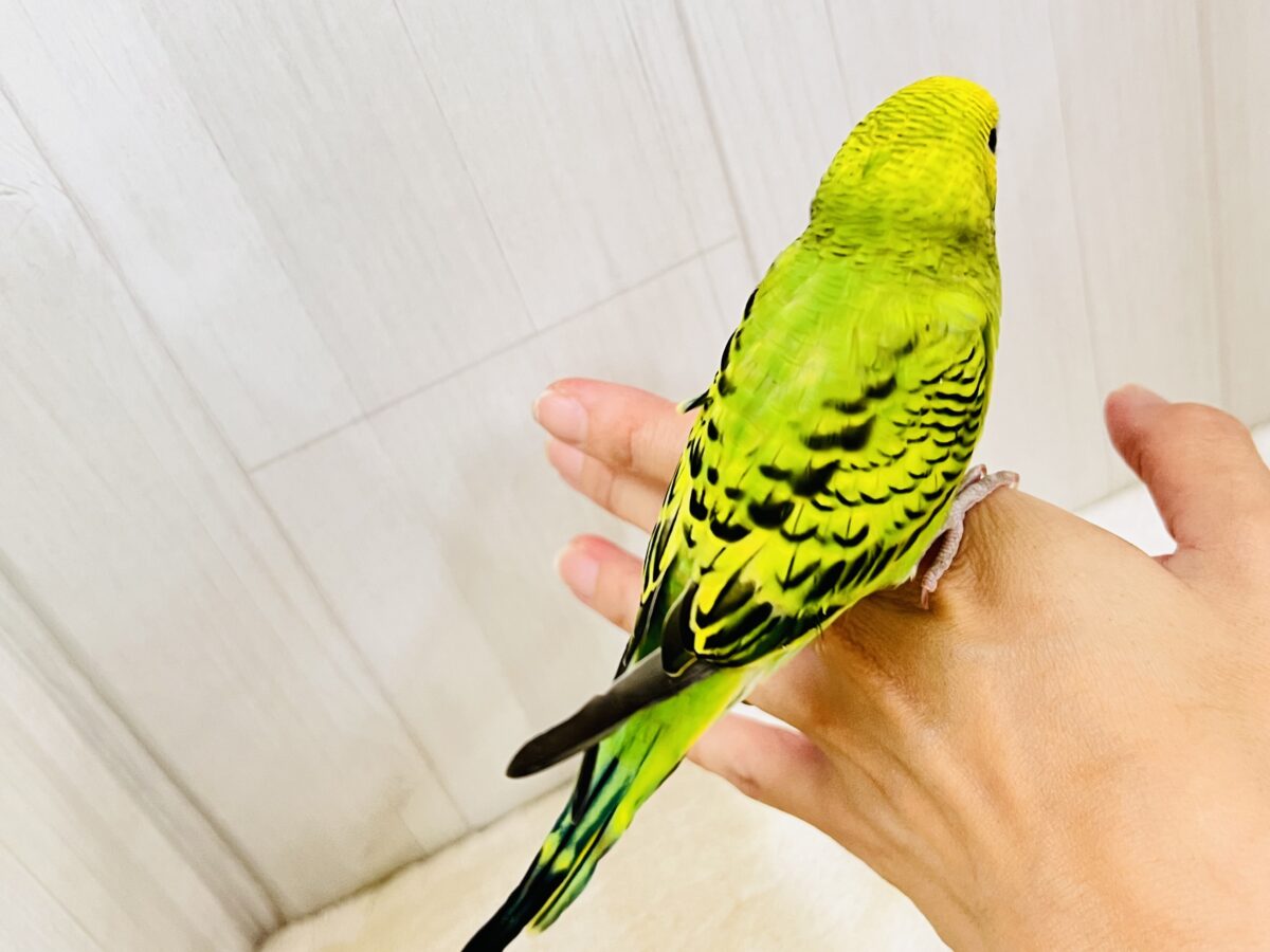 セキセイインコ