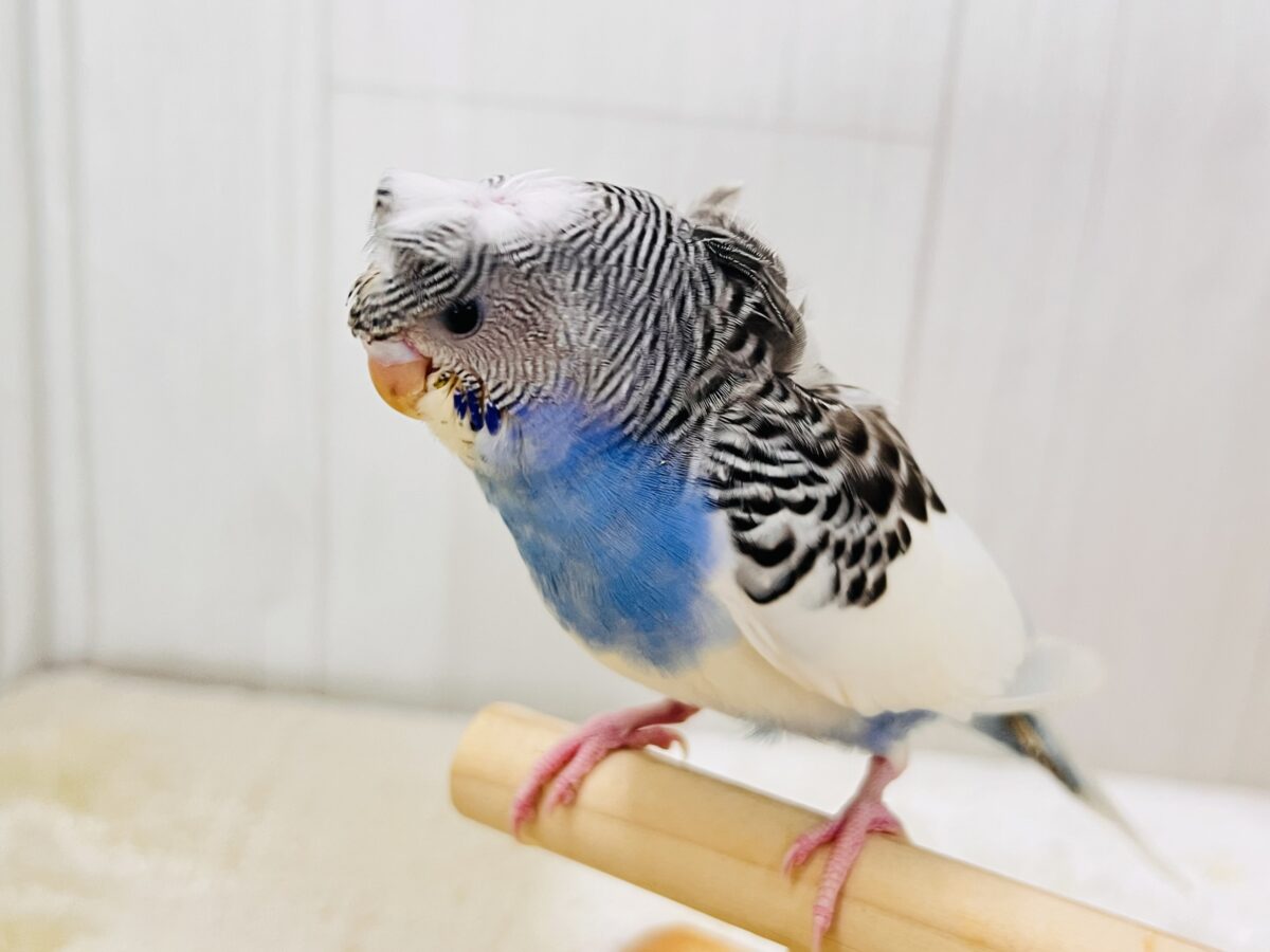 羽衣セキセイインコ
