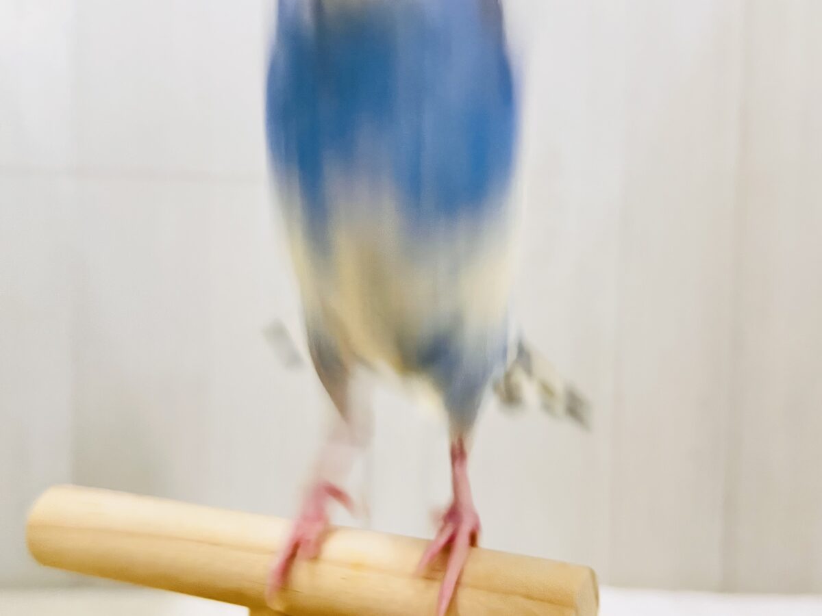 羽衣セキセイインコ