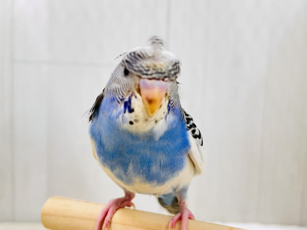 羽衣セキセイインコ