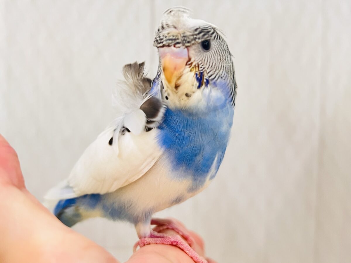 羽衣セキセイインコ