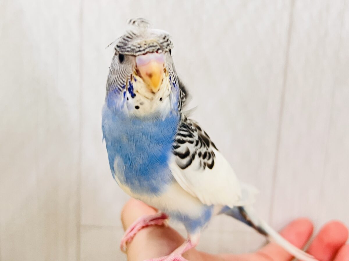 画像更新☆縞々ぐるぐるベレー帽🌀目力強め！羽衣セキセイインコ（ブルーパイド）