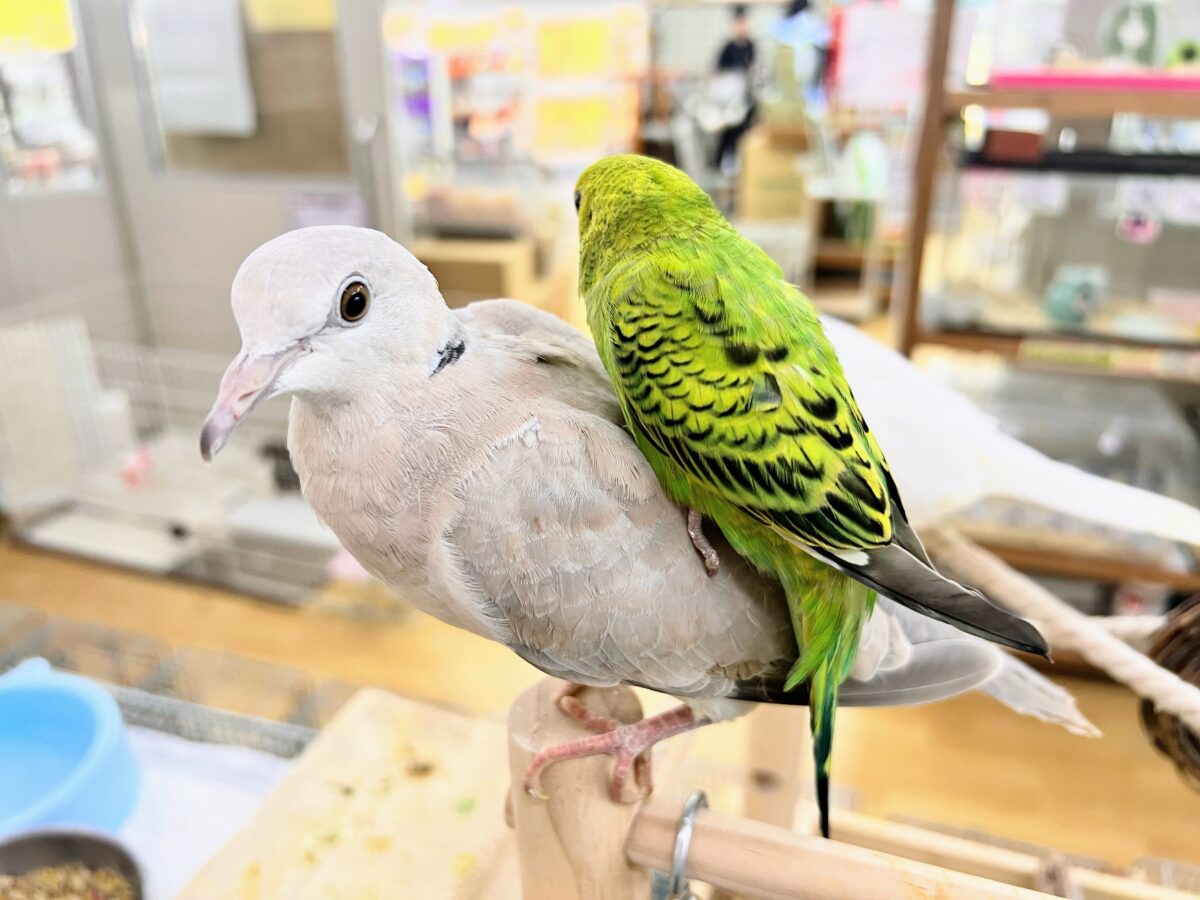 セキセイインコ