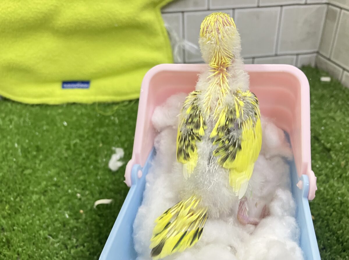 セキセイインコ