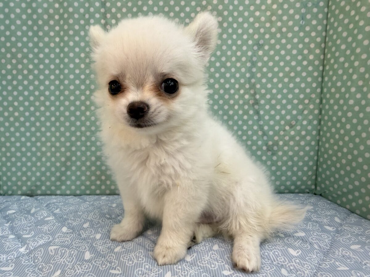 チワワ