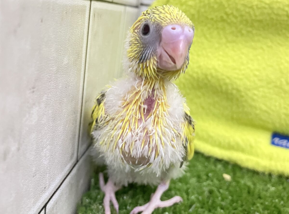 セキセイインコ