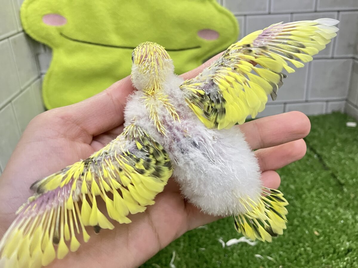 セキセイインコ