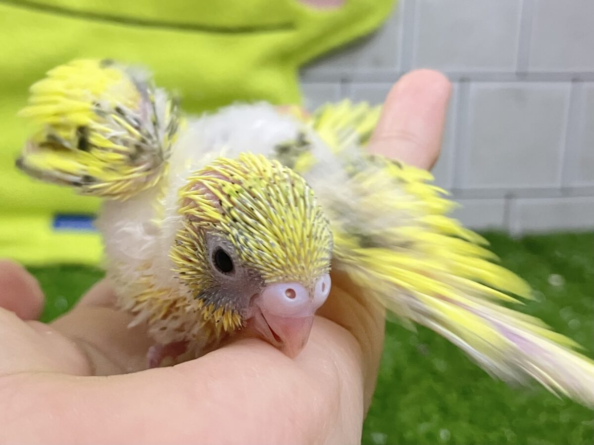 セキセイインコ