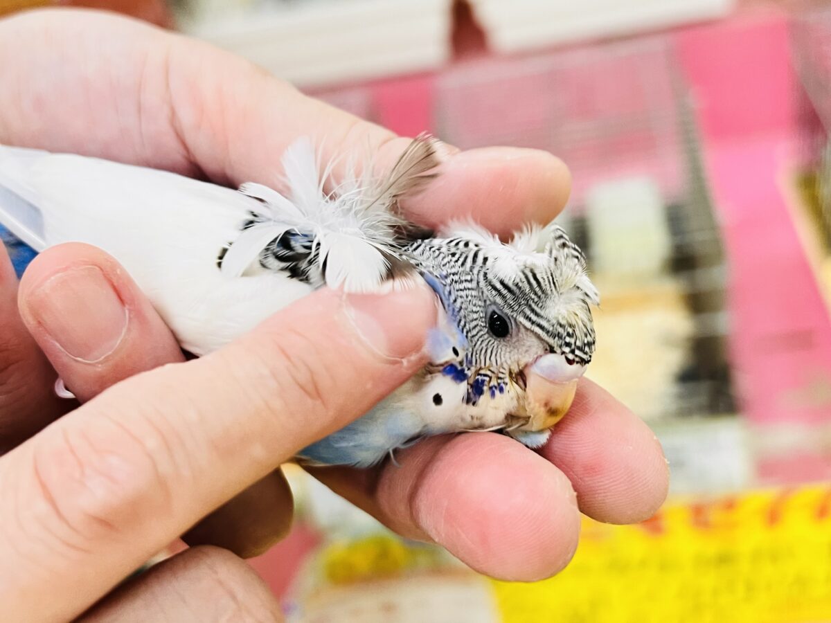羽衣セキセイインコ