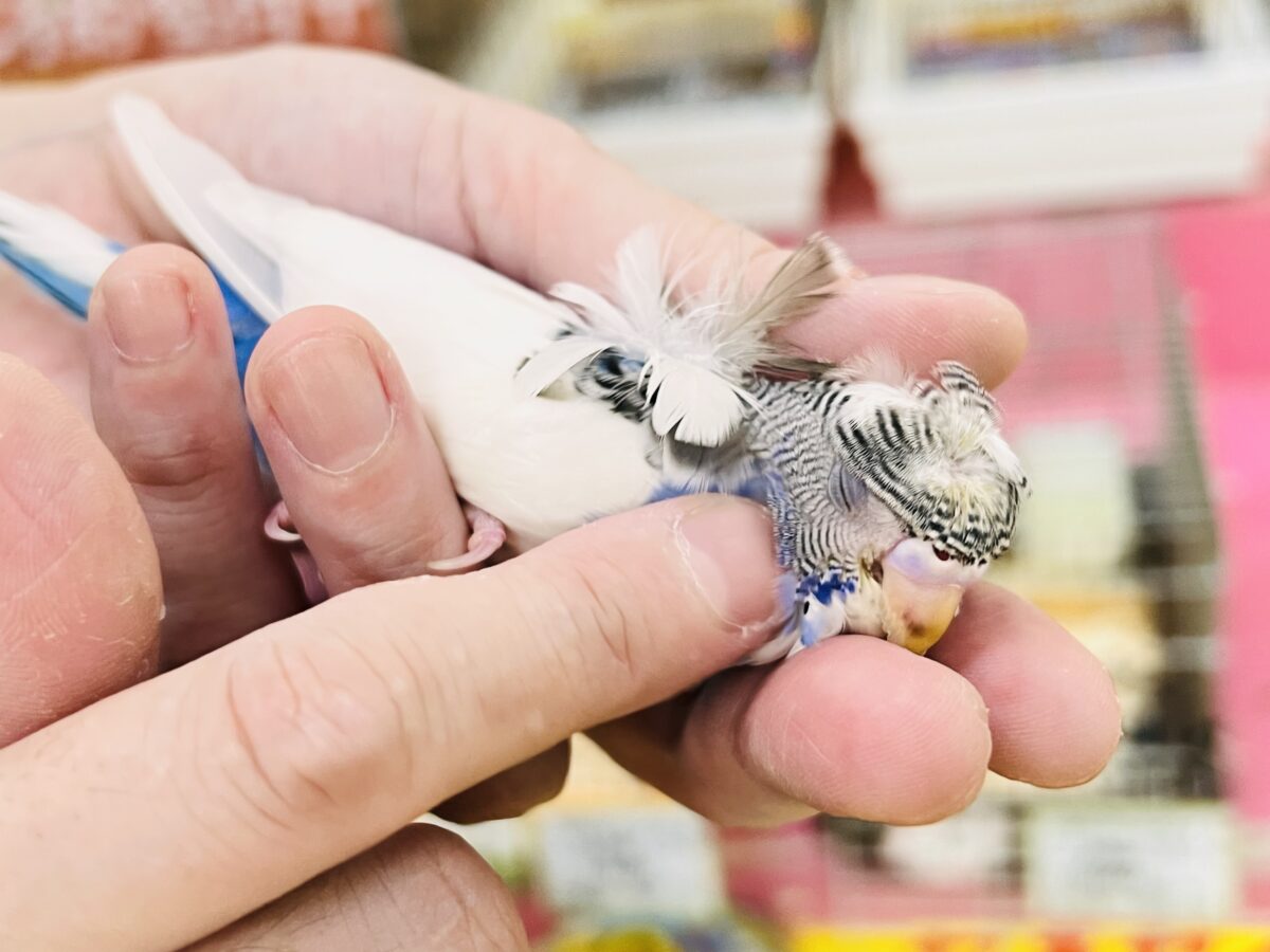羽衣セキセイインコ