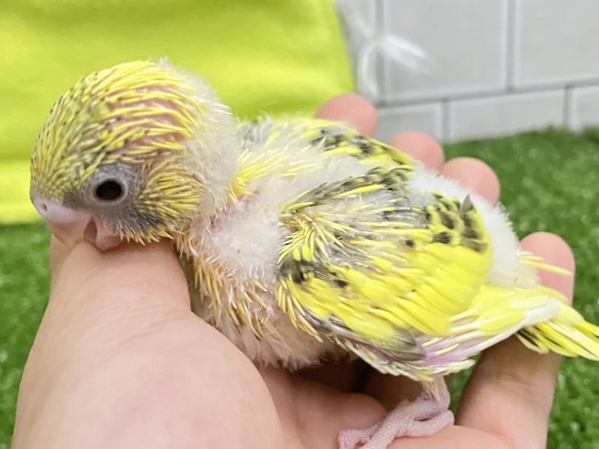 セキセイインコ
