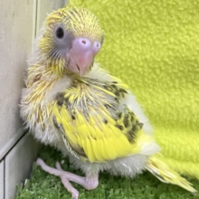 ﾌﾞﾁﾌﾞﾁ❕🖤花びら集めてたんぽっぽ〜🌼⟡.·セキセイインコ(イエローハルクイン/2026年6月生まれ)