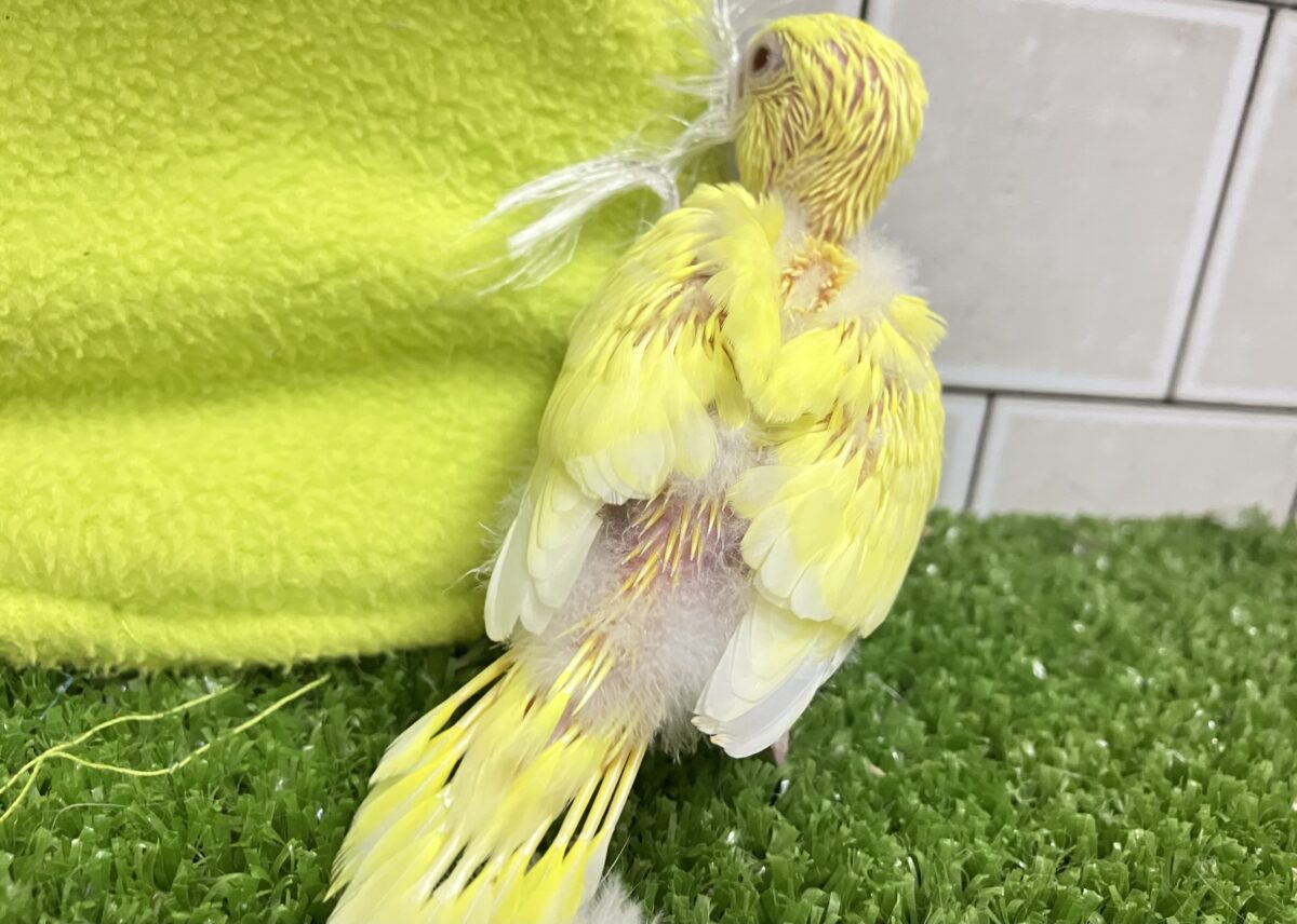 セキセイインコ