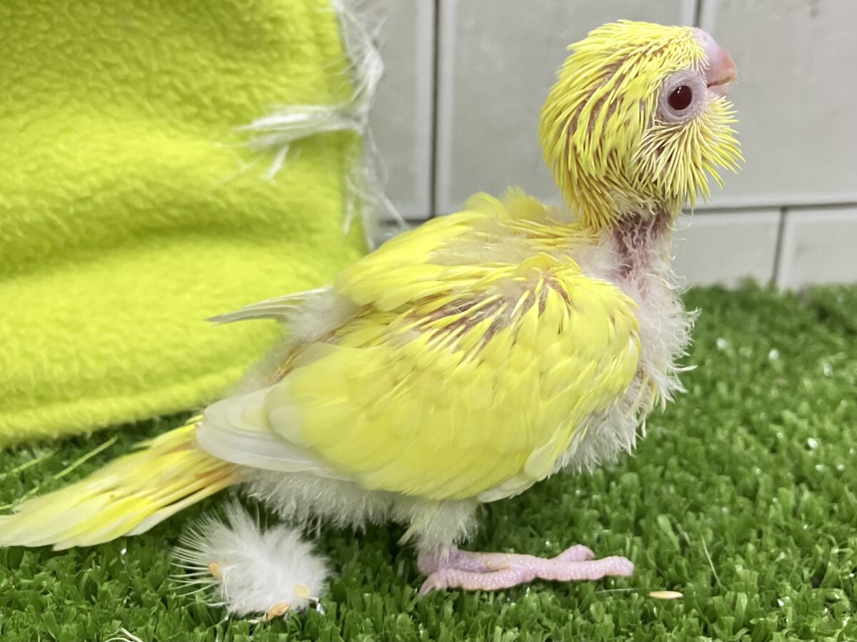 セキセイインコ
