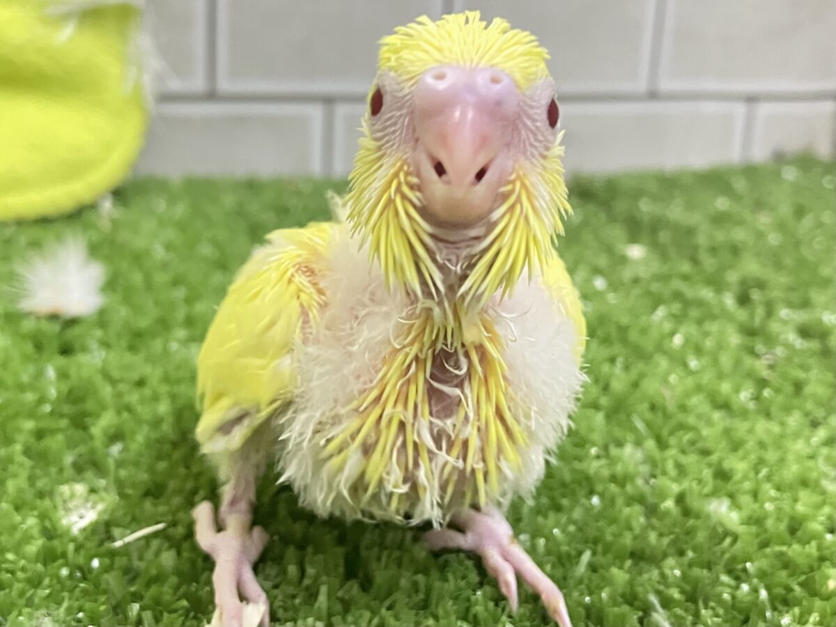 セキセイインコ