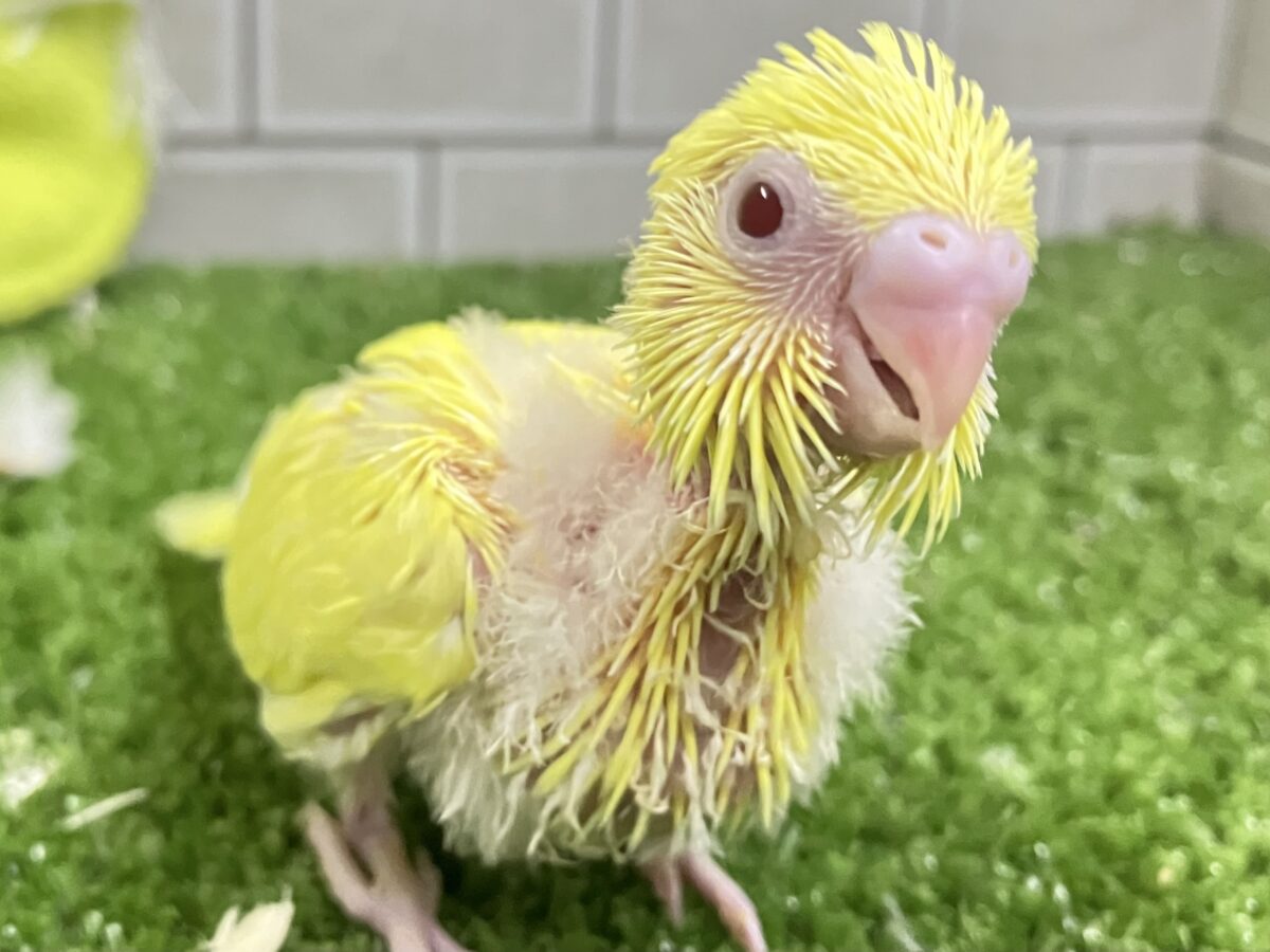 セキセイインコ