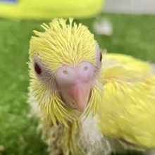 𝕃𝕖𝕥’𝕤 𝕘𝕠･*🌟甘々にオムレット･:≡(　ε:)セキセイインコ(ルチノー/2026年6月生まれ)
