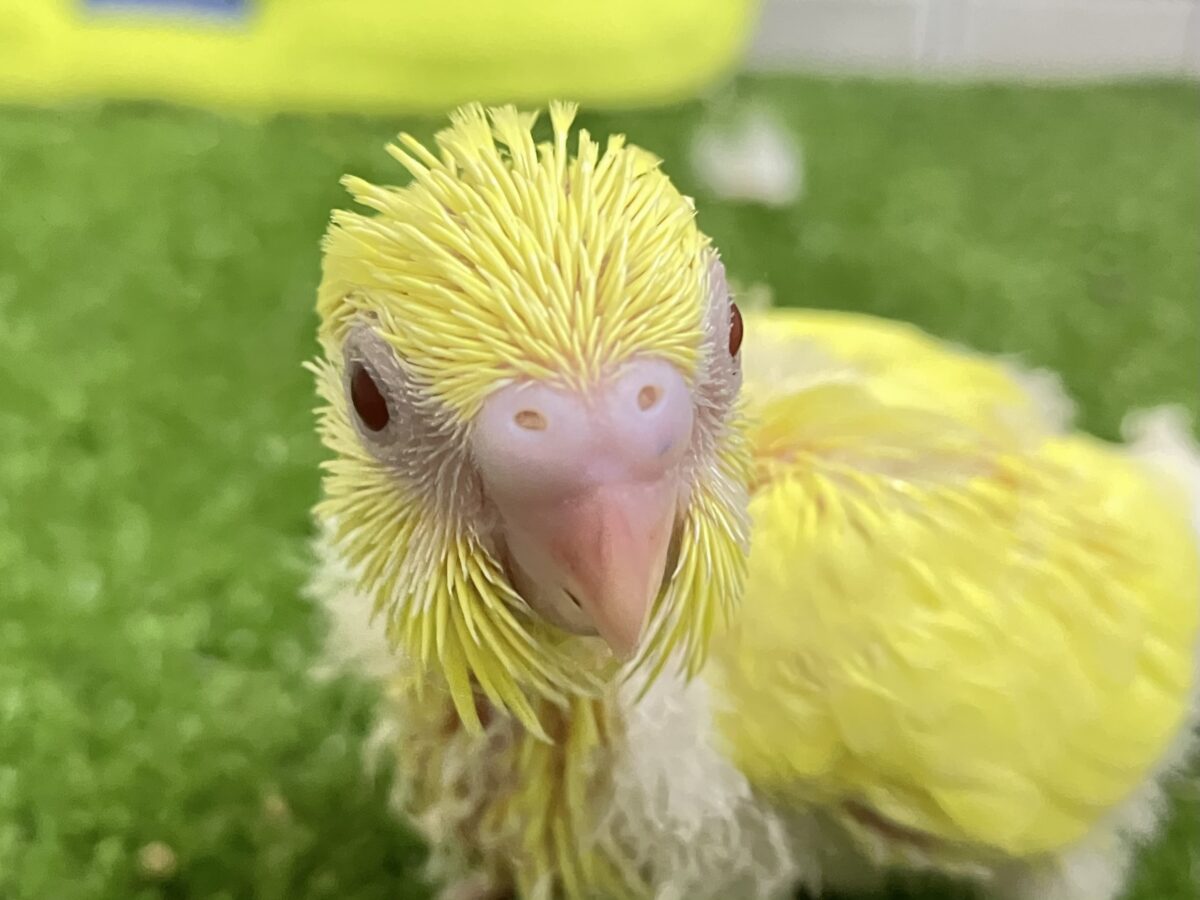 𝕃𝕖𝕥’𝕤 𝕘𝕠･*🌟甘々にオムレット･:≡(　ε:)セキセイインコ(ルチノー/2026年6月生まれ)