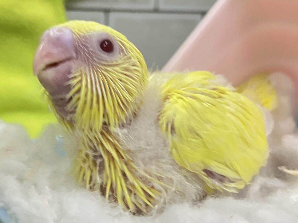 セキセイインコ