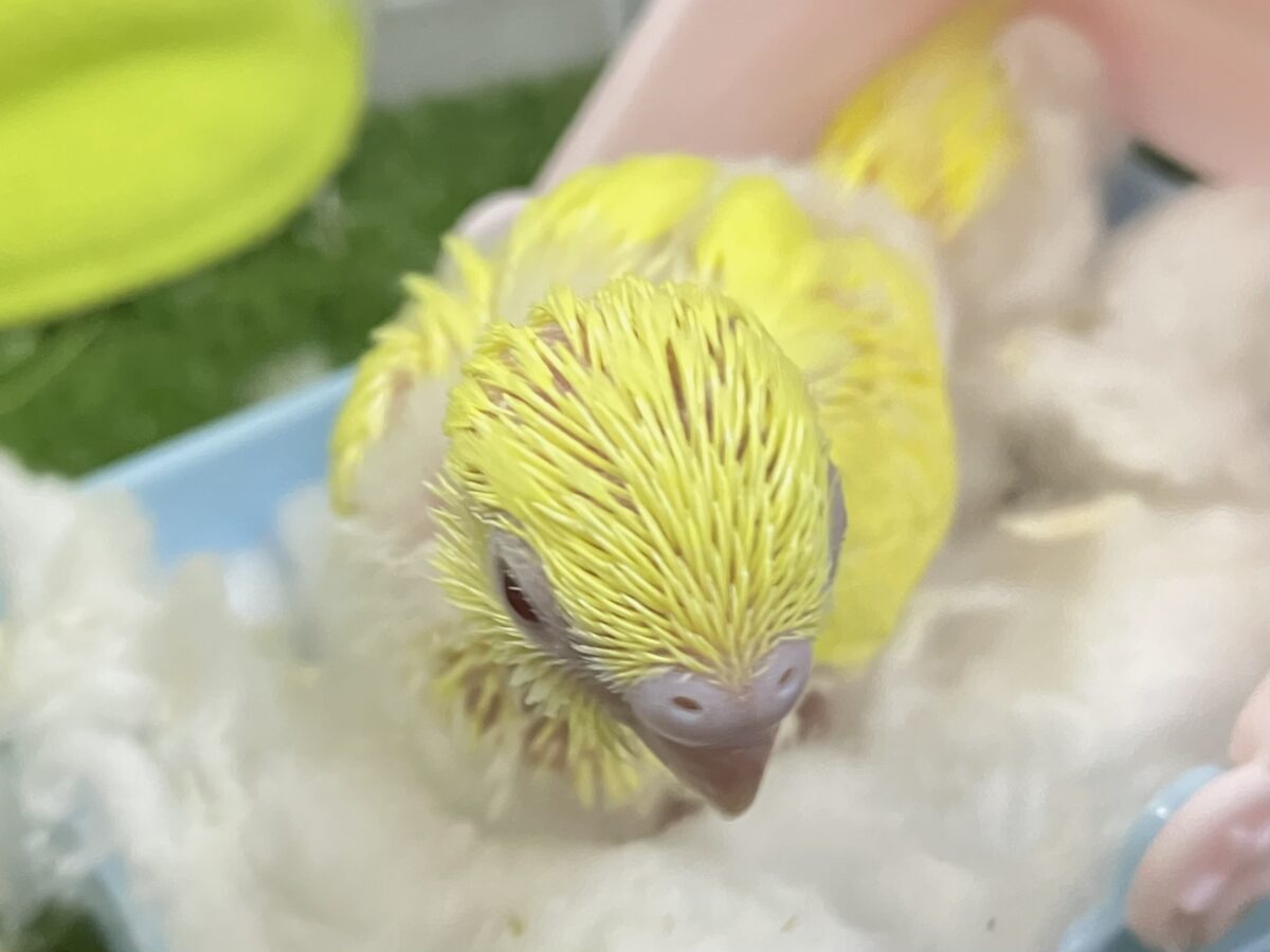 セキセイインコ