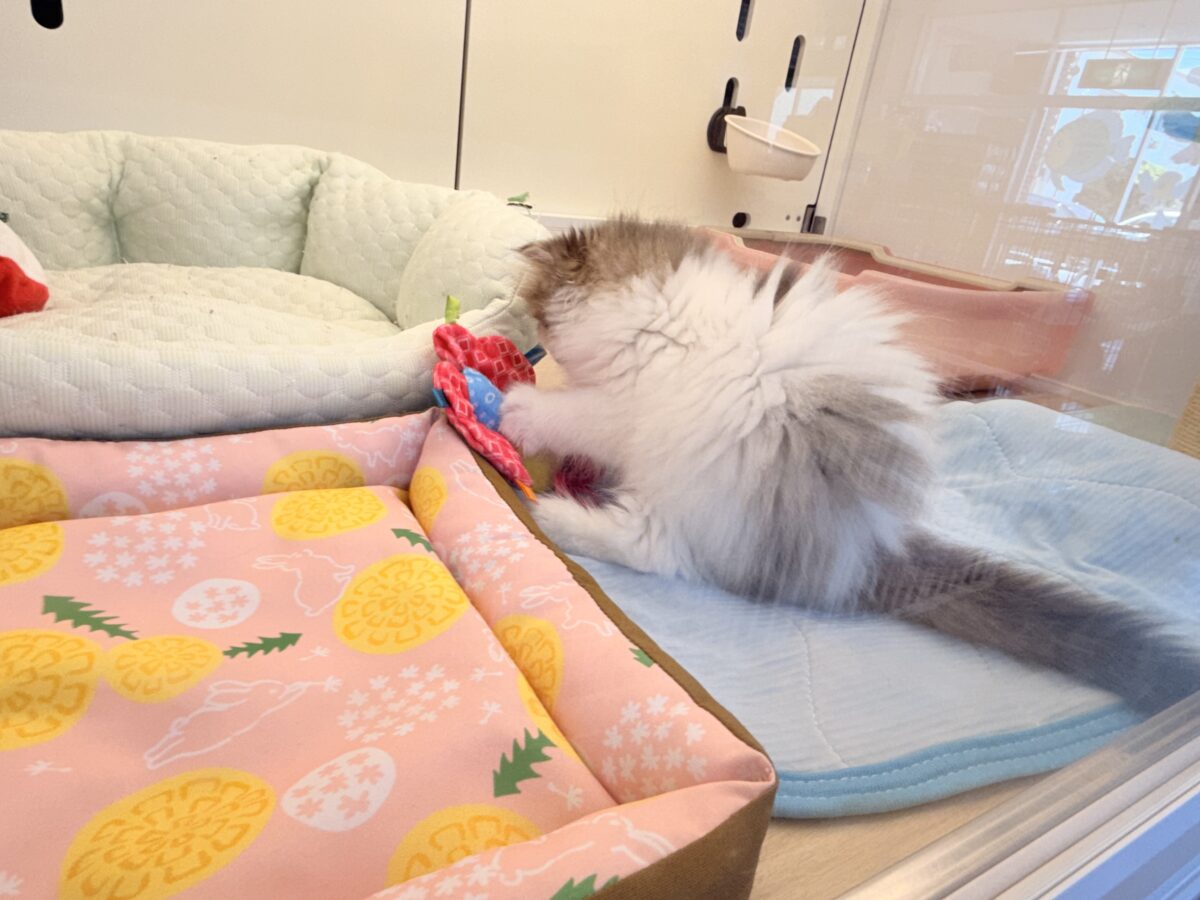 ミヌエット