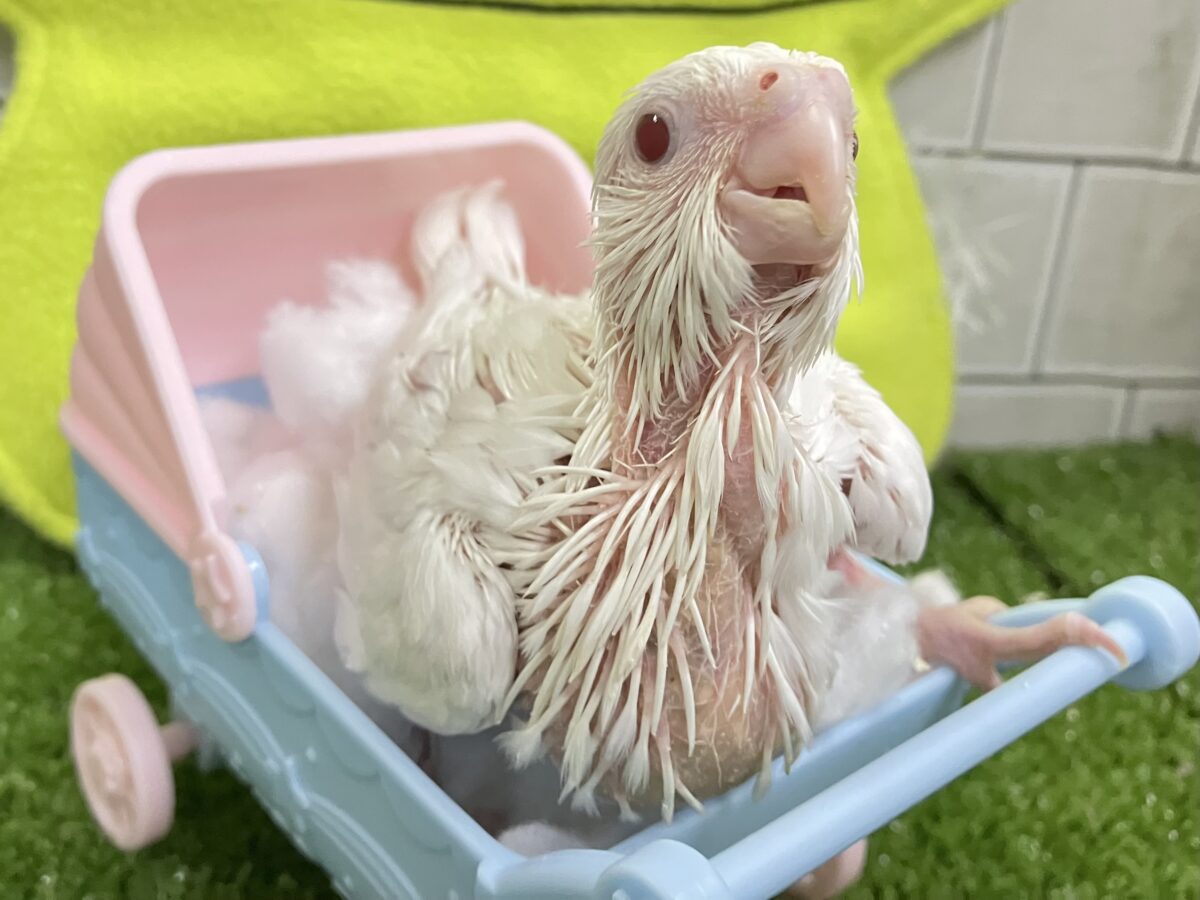 オカメインコ