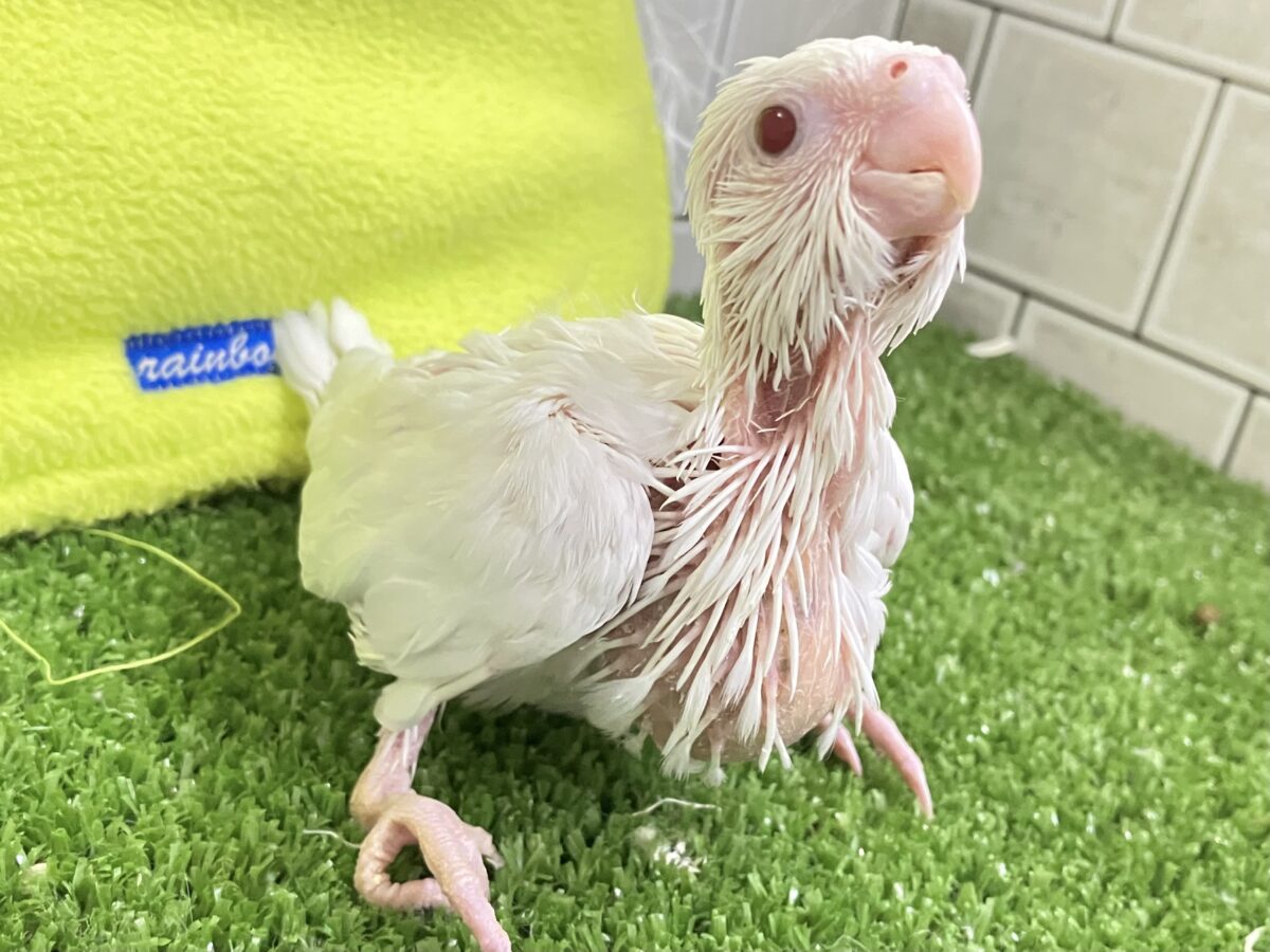 オカメインコ