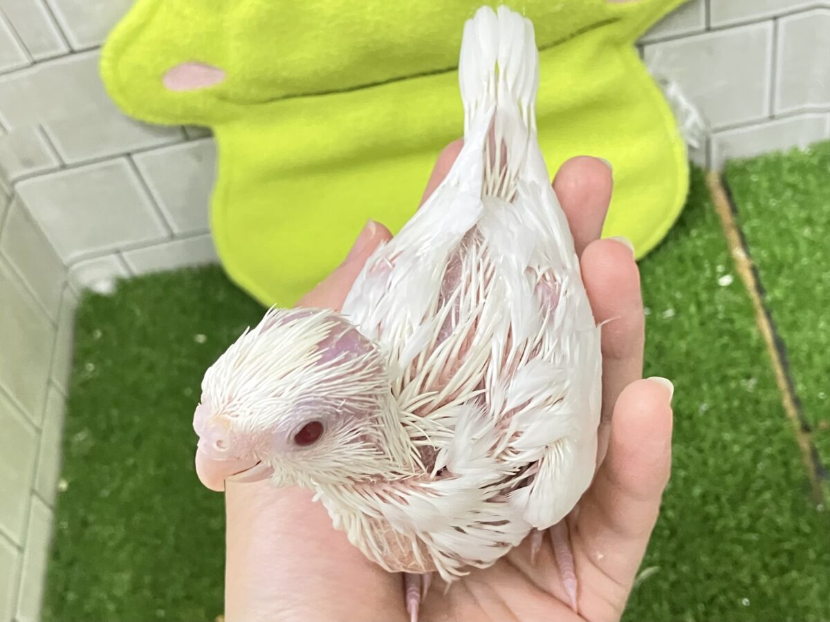 オカメインコ
