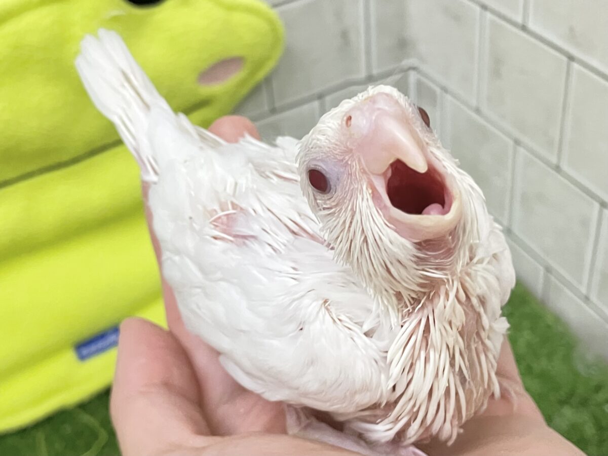 オカメインコ