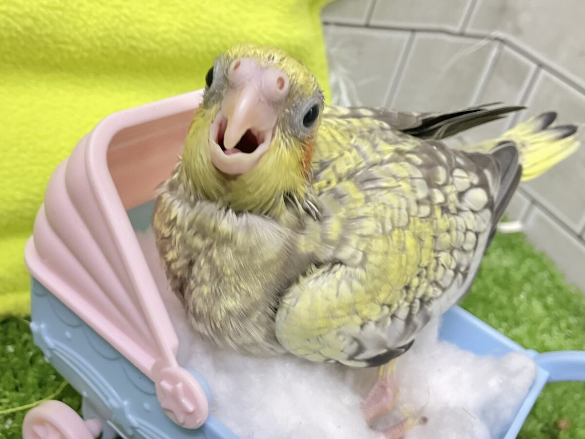 オカメインコ