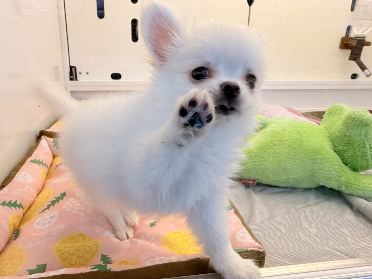 チワワ